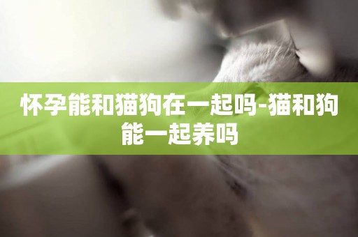 懷孕能和貓狗在一起嗎-貓和狗能一起養嗎