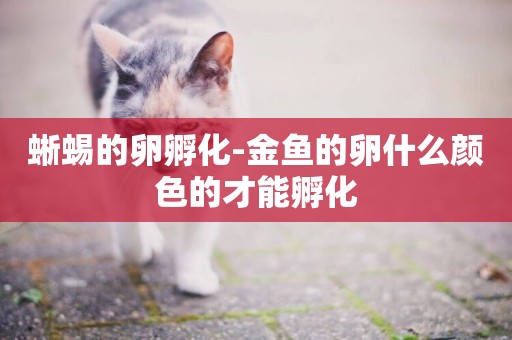 蜥蜴的卵孵化-金魚的卵什么顏色的才能孵化