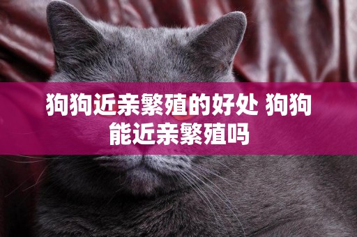 狗狗近親繁殖的好處 狗狗能近親繁殖嗎 狗狗近親繁殖的好處 狗狗能近親繁殖嗎