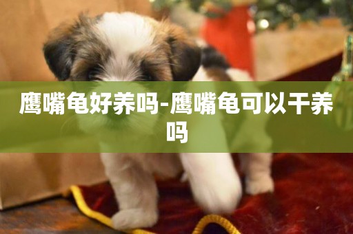 鷹嘴龜好養嗎-鷹嘴龜可以干養嗎