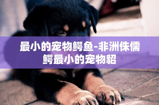 最小的寵物鱷魚-非洲侏儒鱷最小的寵物貂