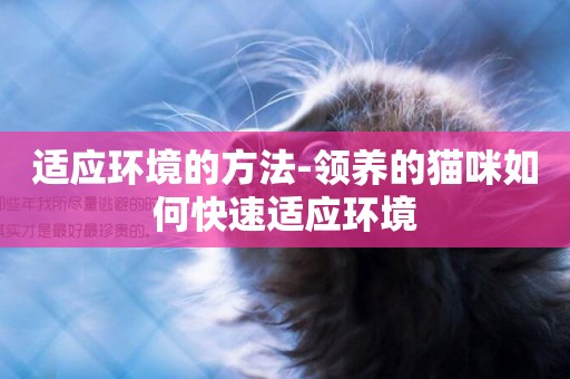 適應環境的方法-領養的貓咪如何快速適應環境