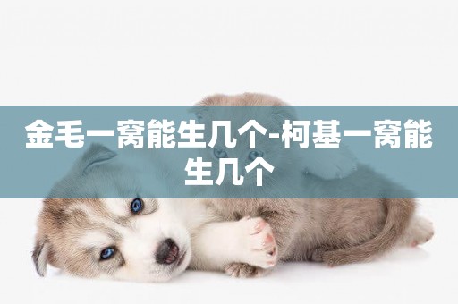 金毛一窩能生幾個-柯基一窩能生幾個