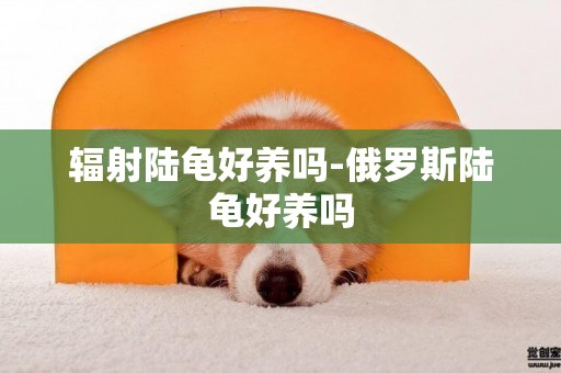輻射陸龜好養嗎-俄羅斯陸龜好養嗎