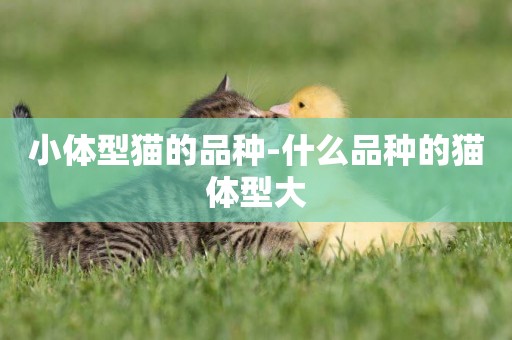 小體型貓的品種-什么品種的貓體型大