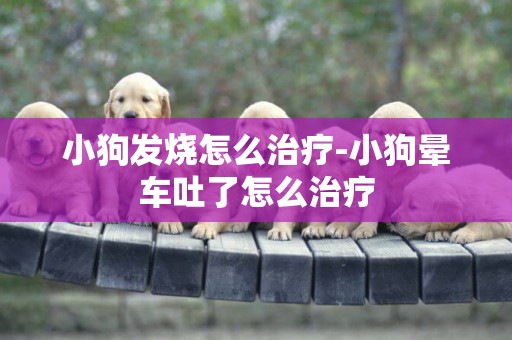 小狗發燒怎么治療-小狗暈車吐了怎么治療