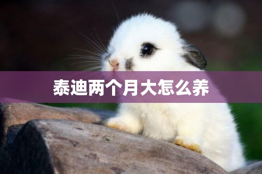 泰迪兩個月大怎么養