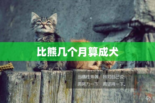 比熊幾個月算成犬