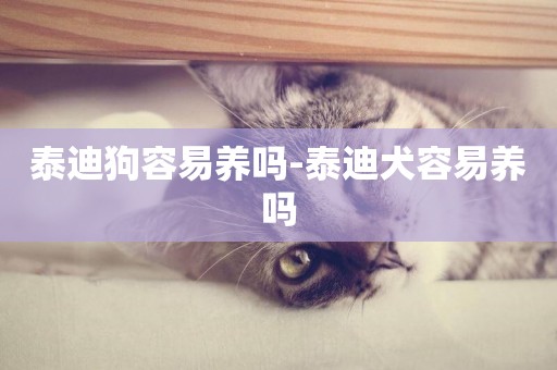 泰迪狗容易養嗎-泰迪犬容易養嗎