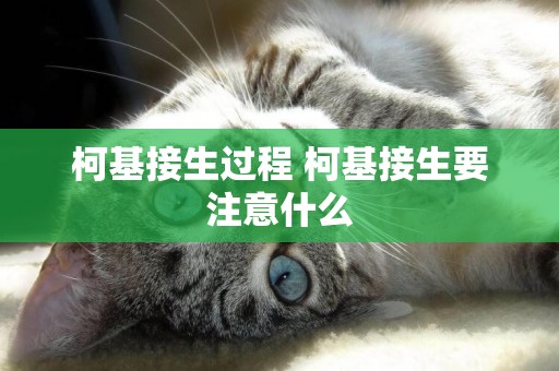 柯基接生過程 柯基接生要注意什么