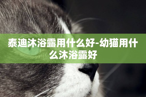 泰迪沐浴露用什么好-幼貓用什么沐浴露好