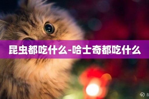 昆蟲都吃什么-哈士奇都吃什么