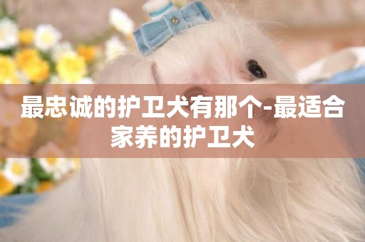 最忠誠的護衛犬有那個-最適合家養的護衛犬