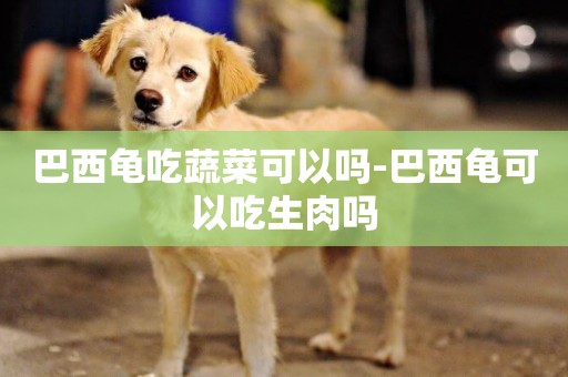 巴西龜吃蔬菜可以嗎-巴西龜可以吃生肉嗎