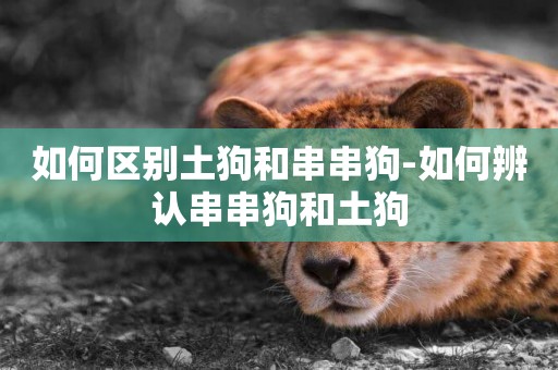如何區別土狗和串串狗-如何辨認串串狗和土狗