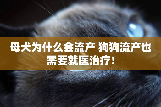 母犬為什么會流產 狗狗流產也需要就醫治療！