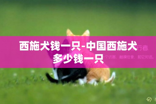 西施犬錢一只-中國西施犬多少錢一只