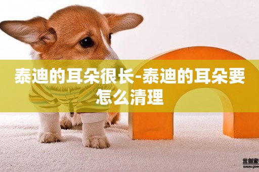泰迪的耳朵很長-泰迪的耳朵要怎么清理