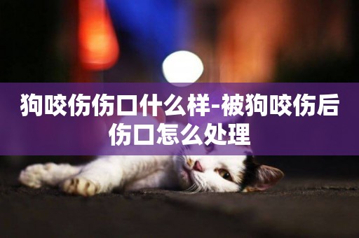 狗咬傷傷口什么樣-被狗咬傷后傷口怎么處理