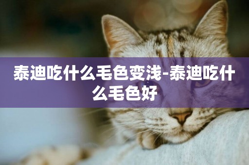 泰迪吃什么毛色變淺-泰迪吃什么毛色好