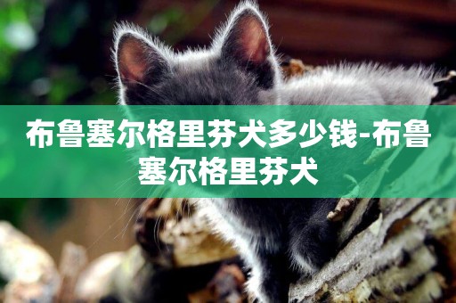 布魯塞爾格里芬犬多少錢-布魯塞爾格里芬犬