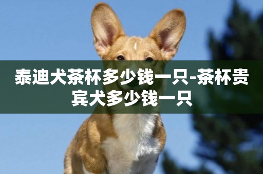 泰迪犬茶杯多少錢一只-茶杯貴賓犬多少錢一只