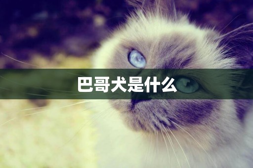 巴哥犬是什么