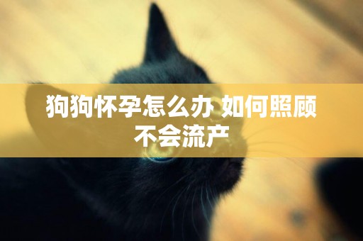 狗狗懷孕怎么辦 如何照顧不會流產
