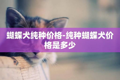 蝴蝶犬純種價格-純種蝴蝶犬價格是多少