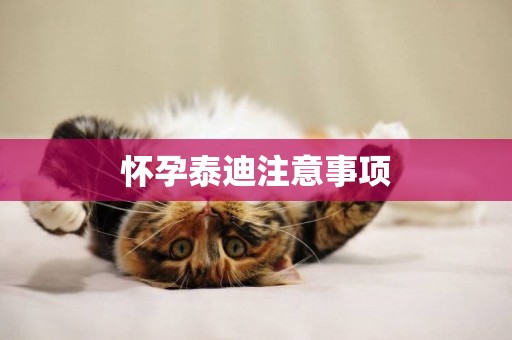 懷孕泰迪注意事項