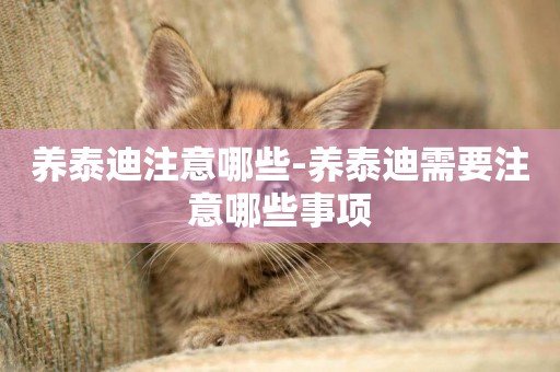 養泰迪注意哪些-養泰迪需要注意哪些事項
