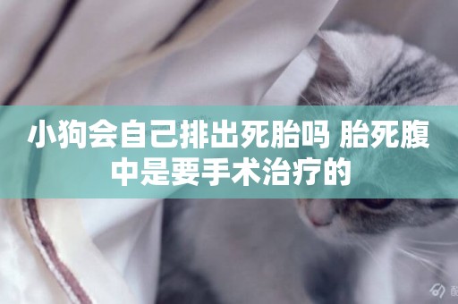 小狗會自己排出死胎嗎 胎死腹中是要手術治療的