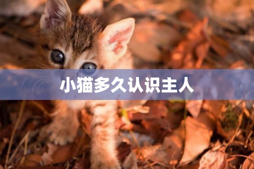 小貓多久認識主人