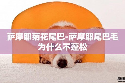 薩摩耶菊花尾巴-薩摩耶尾巴毛為什么不蓬松