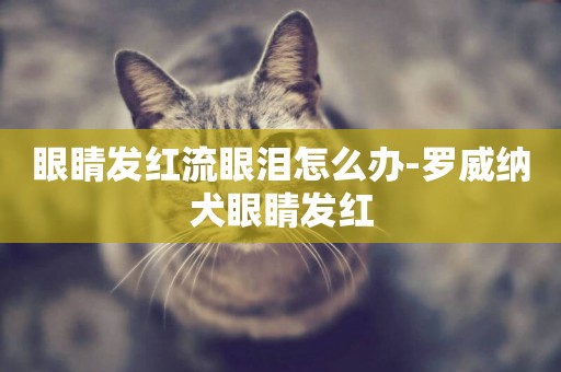 眼睛發紅流眼淚怎么辦-羅威納犬眼睛發紅