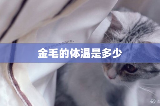 金毛的體溫是多少