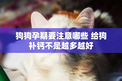 狗狗孕期要注意哪些 給狗補鈣不是越多越好 狗狗孕期要注意哪些 給狗補鈣不是越多越好