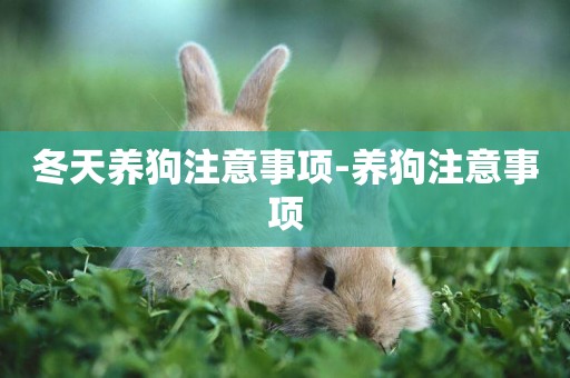冬天養狗注意事項-養狗注意事項