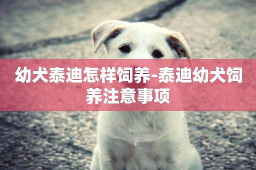 幼犬泰迪怎樣飼養-泰迪幼犬飼養注意事項