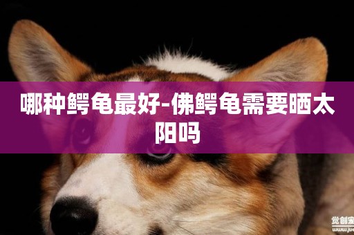 哪種鱷龜最好-佛鱷龜需要曬太陽嗎