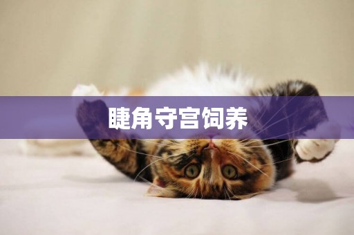 睫角守宮飼養