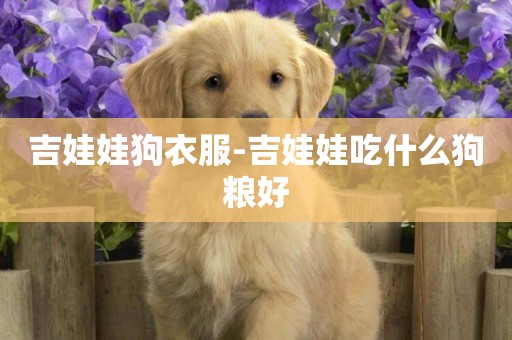 吉娃娃狗衣服-吉娃娃吃什么狗糧好