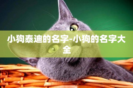 小狗泰迪的名字-小狗的名字大全