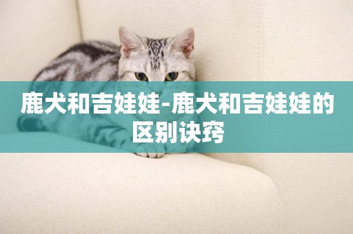鹿犬和吉娃娃-鹿犬和吉娃娃的區別訣竅