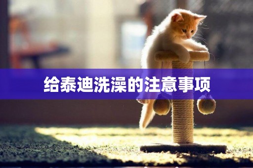 給泰迪洗澡的注意事項