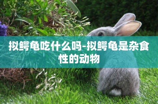 擬鱷龜吃什么嗎-擬鱷龜是雜食性的動物