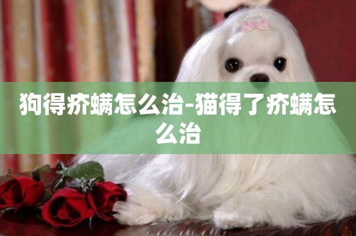 狗得疥螨怎么治-貓得了疥螨怎么治