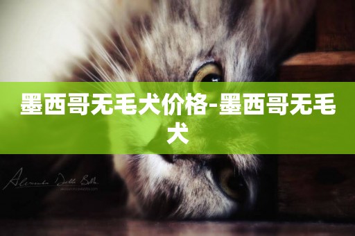 墨西哥無毛犬價格-墨西哥無毛犬