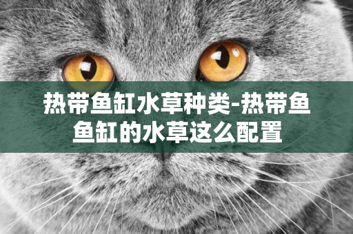 熱帶魚缸水草種類-熱帶魚魚缸的水草這么配置