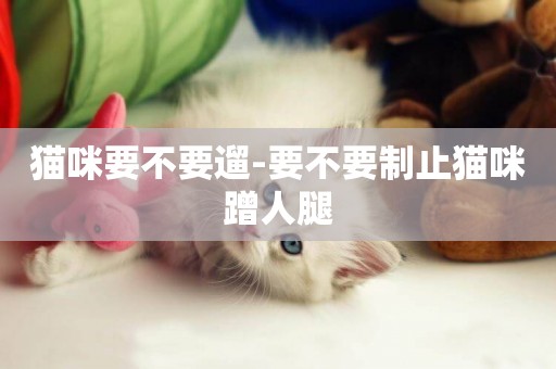 貓咪要不要遛-要不要制止貓咪蹭人腿